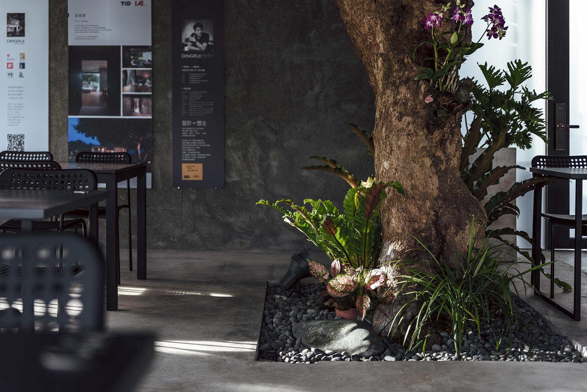 老樹與灑落的陽光