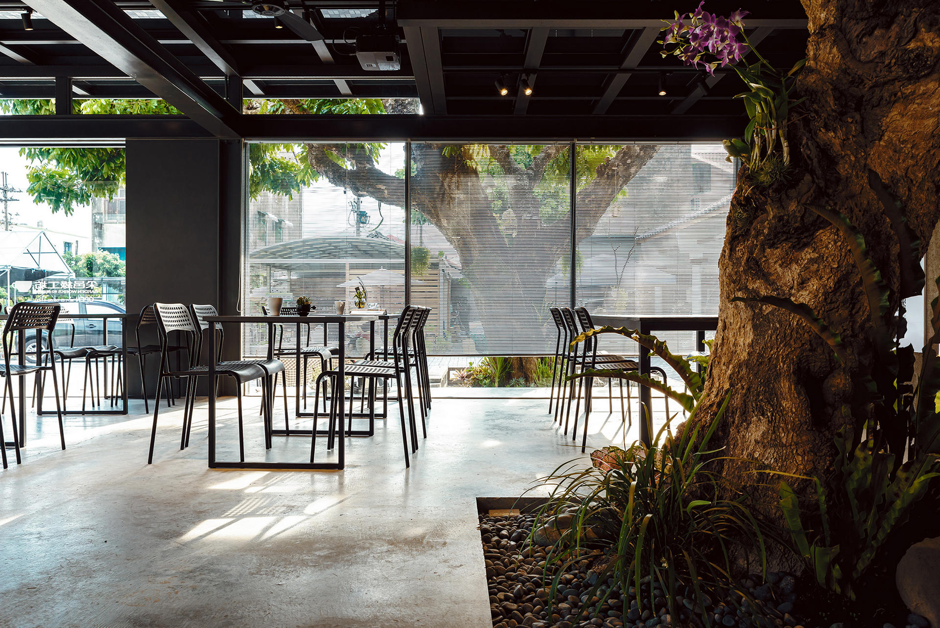 老樹與餐桌的低角度