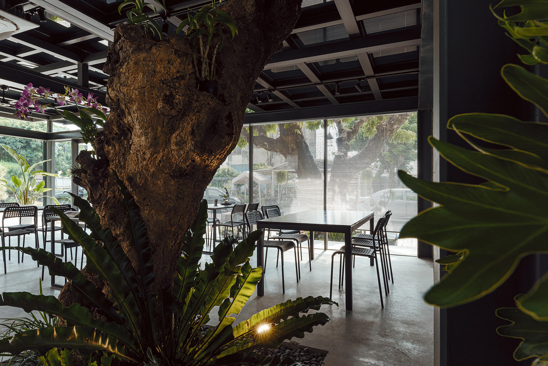 老樹與餐桌空間關係